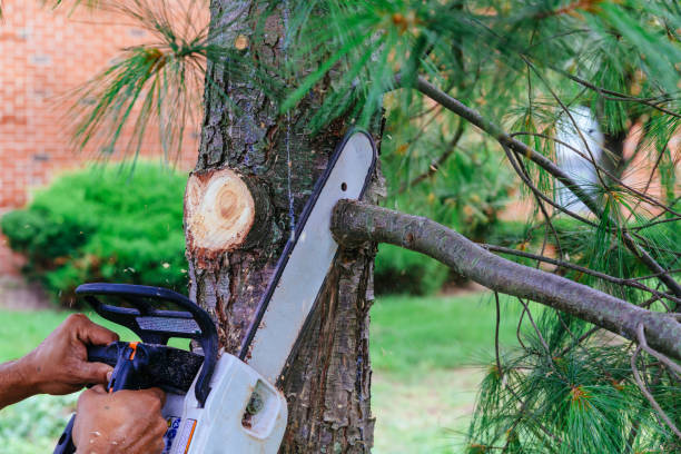 Tree Removal for Businesses